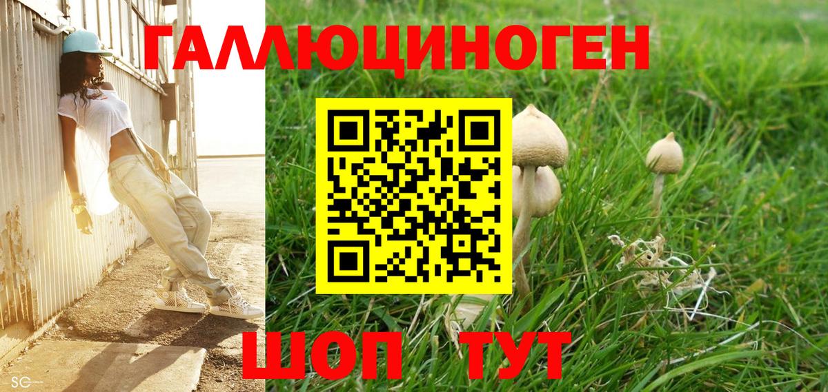 Галлюциногенные грибы Psilocybine cubensis Карталы